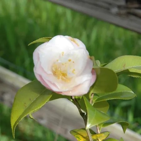 Vakantieboerderij Quinta Da Casa Alta Valenca