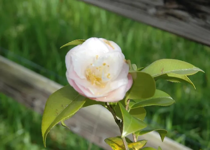 Farm stay Quinta Da Casa Alta Valenca